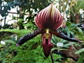 Almost black blossom of Paphiopedilum vinicolor orchid