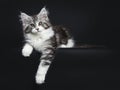 Impressive black tabby Maine Coon cat