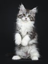 Impressive black tabby Maine Coon cat Royalty Free Stock Photo