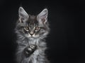 Impressive blue silver Maine Coon cat kitten, Isolated on black background. Royalty Free Stock Photo