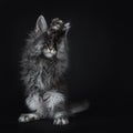 Impressive blue silver Maine Coon cat kitten, Isolated on black background. Royalty Free Stock Photo
