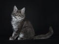 Impressive blue silver Maine Coon cat kitten, Isolated on black background.