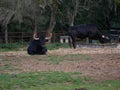 Impressive brave bull, black with big horns, lying on the ground, resting in the middle of the field. Concept livestock, bravery, Royalty Free Stock Photo