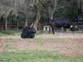 Impressive brave bull, black with big horns, lying on the ground, resting in the middle of the field. Concept livestock, bravery, Royalty Free Stock Photo