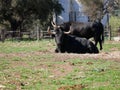 Impressive brave bull, black with big horns, lying on the ground, resting in the middle of the field. Concept livestock, bravery, Royalty Free Stock Photo