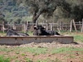 Impressive brave bull, black with big horns, lying on the ground, resting next to a water trough in the middle of the field. Royalty Free Stock Photo