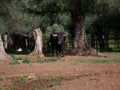 Impressive brave bull, black color, with huge horns, next to some trees in the middle of the field. Concept livestock, bravery,
