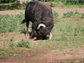 Impressive brave bull, black with huge horns, digging the ground with his horns in the middle of the field. Concept livestock,