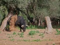 Impressive brave bull, black with huge horns, digging the ground with his paw to throw dirt on himself, in the middle of the field
