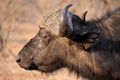 An impressive buffalo bull near Mana Pools Reserve