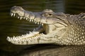 Impressive close up captures the fearsome jaw of a Nile crocodile