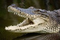 Impressive close up captures the fearsome jaw of a Nile crocodile