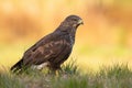 Impressive common buzzard sitting on the ground in fall.