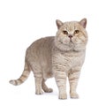 Impressive creme adult male British Shorthair cat standing isolated on white background