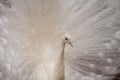 Impressive Displaying male white peacock