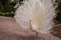 Impressive Displaying male white peacock