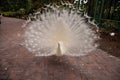 Impressive Displaying male white peacock