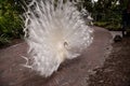 Impressive Displaying male white peacock