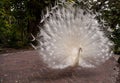 Impressive Displaying male white peacock