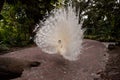 Impressive Displaying male white peacock