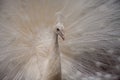 Impressive Displaying male white peacock