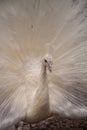 Impressive Displaying male white peacock