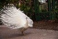 Impressive Displaying male white peacock