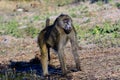 Impressive domineering stance of a Baboon Royalty Free Stock Photo