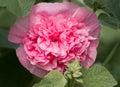Impressive double pink hollyhock flower