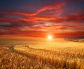 Impressive dramatic sunset over field of ripe wheat, colorful clouds in sky, crop season agricultures grain harvest Royalty Free Stock Photo