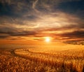 Impressive dramatic sunset over field of ripe wheat, colorful clouds in sky, crop season agricultures grain harvest Royalty Free Stock Photo