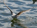 An impressive flight of gulls.