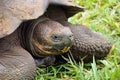 Impressive Giant Galapagos tortoise`s head