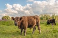 Impressive Galloway bull looks curiously at the photographer