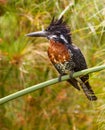 The impressive Giant Kingfisher