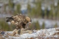 Impressive golden eagle