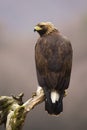 Impressive golden eagle sitting on a branch from rear view