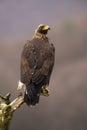 Impressive golden eagle sitting on a treetop in vertical composition from back