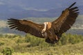 Impressive Griffon vulture, Gyps fulvus, from region Castilla-La Mancha in Spain.