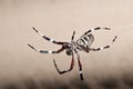 Impressive hairy spider dangling on its web Royalty Free Stock Photo