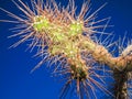 Close up of a set of thorns of a cactus with a deep blue sky background Royalty Free Stock Photo