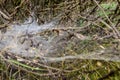 Impressive image of a spider web found among the branches of a thicket