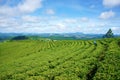 Impressive landscape, Dalat, Vietnam, tea plantation Royalty Free Stock Photo