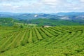Impressive landscape, Dalat, Vietnam, tea plantation Royalty Free Stock Photo