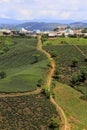 Impressive landscape of tea at Dalat