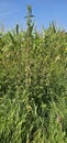 A large nettle (Urtica dioica) with lots of seeds. A medicinal plant Royalty Free Stock Photo