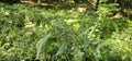 A large nettle (Urtica dioica) with lots of seeds. A medicinal plant Royalty Free Stock Photo