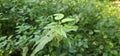 A large nettle (Urtica dioica) with lots of seeds. A medicinal plant Royalty Free Stock Photo