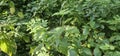 A large nettle (Urtica dioica) with lots of seeds. A medicinal plant Royalty Free Stock Photo