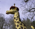 An impressive Lego giraffe at Legoland